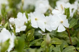 Vinca minor 'Elisa'? - 2 Ltr pot