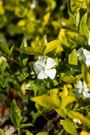 Vinca minor 'Gertrude Jekyll' - 2 Ltr pot - image 5