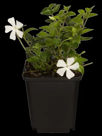 Vinca minor 'Gertrude Jekyll' - 2 Ltr pot - image 1