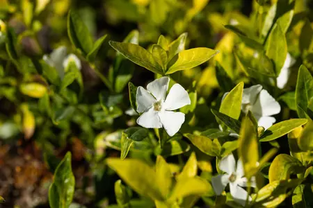 Vinca minor 'Gertrude Jekyll' - 1.5 Ltr pot - image 4