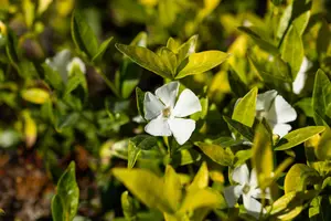 Vinca minor 'Gertrude Jekyll' - 1.5 Ltr pot - image 4