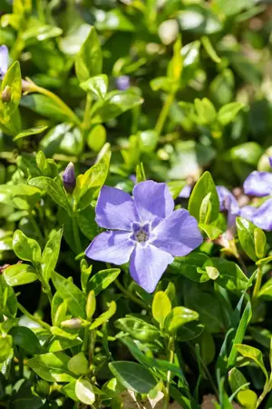 Vinca minor 'Marie'? - P9 - image 2