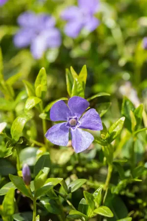 Vinca minor 'Marie'? - P9 - image 3
