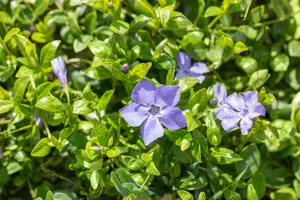 Vinca minor 'Marie'?