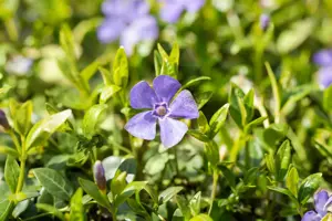 Vinca minor 'Marie'? - P9 - image 4