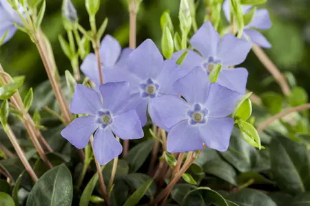 Vinca minor mix - P9 - image 2