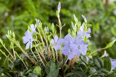 Vinca minor mix - P9 - image 3