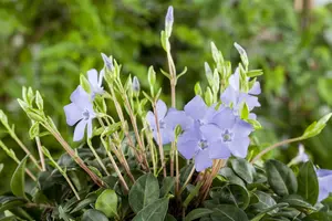 Vinca minor mix - P9 - image 3