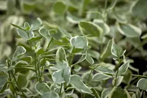 Vinca minor 'Ralph Shugert' - 2 Ltr pot