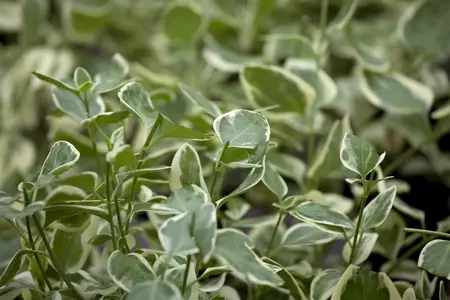 Vinca minor 'Ralph Shugert' - 1.5 Ltr pot
