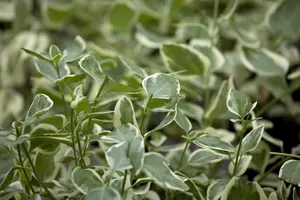 Vinca minor 'Ralph Shugert' - 1.5 Ltr pot