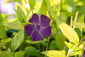 Vinca minor 'Verino' - 2 Ltr pot
