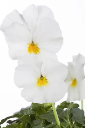 VIOLA BANANNA CREAM 6 pack - image 3