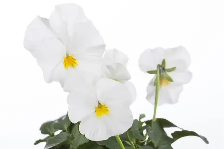 VIOLA BANANNA CREAM 6 pack - image 4