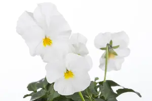 VIOLA BANANNA CREAM 6 pack - image 4