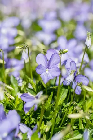 Viola (C) 'Boughton Blue' - P9 - image 2