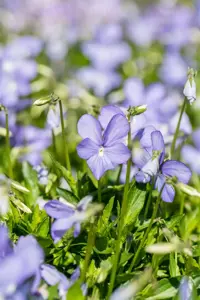 Viola (C) 'Boughton Blue' - P9 - image 2