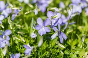 Viola (C) 'Boughton Blue'