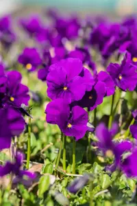 Viola (C) 'Martin' - P9 - image 2