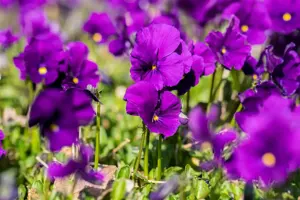 Viola (C) 'Martin'