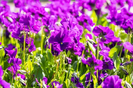 Viola (C) 'Martin' - P9 - image 3