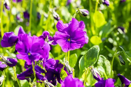 Viola (C) 'Martin' - P9 - image 4
