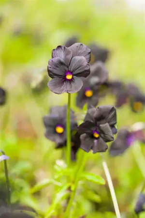 Viola (C) 'Molly Sanderson' - P9 - image 4