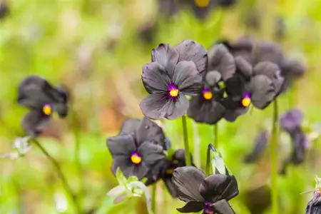 Viola (C) 'Molly Sanderson' - P9 - image 2