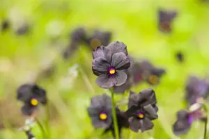 Viola (C) 'Molly Sanderson' - P9 - image 3