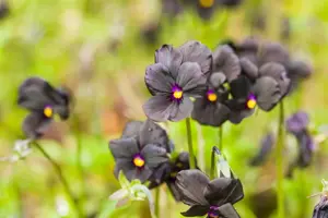 Viola (C) 'Molly Sanderson' - P13 - image 2