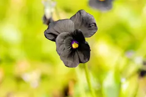 Viola (C) 'Molly Sanderson' - P9 - image 4