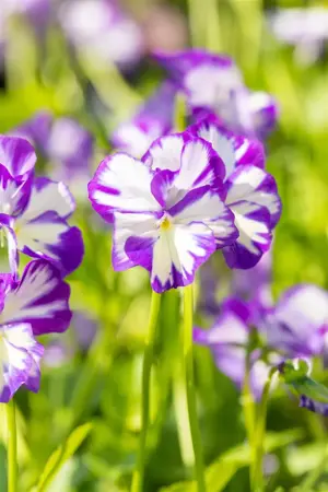 Viola (C) 'Rebecca Cawthorne' - P9 - image 2