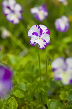 Viola (C) 'Rebecca Cawthorne' - P9 - image 3