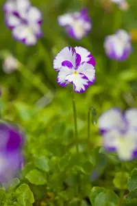 Viola (C) 'Rebecca Cawthorne' - P9 - image 3
