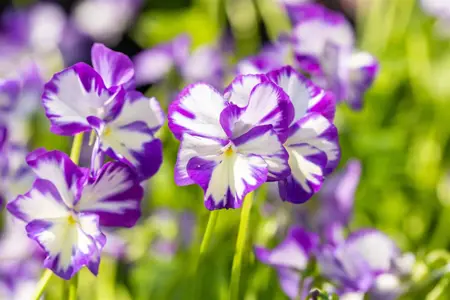Viola (C) 'Rebecca Cawthorne' - P9 - image 1