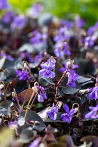 Viola labradorica - P9 - image 3