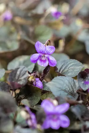 Viola labradorica - P9 - image 2