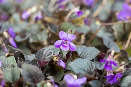 Viola labradorica - P9 - image 1