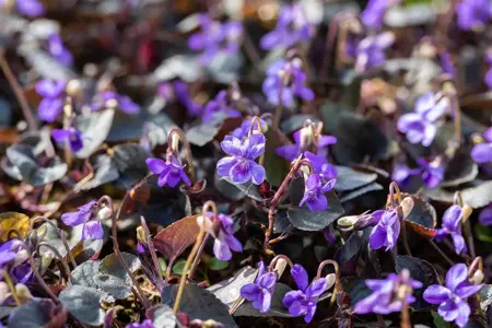 Viola labradorica - P9 - image 4