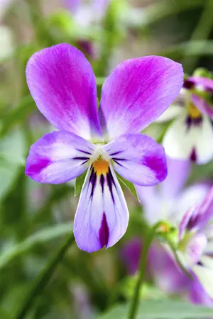 VIOLA MIX 20 Pk - image 2