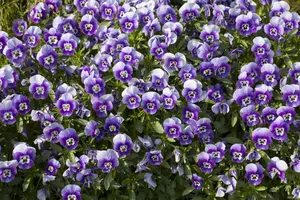 VIOLA MIX 20 Pk - image 4