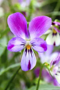 VIOLA MIXED 6 Pk - image 2