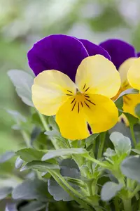 VIOLA MIXED 6 Pk - image 3