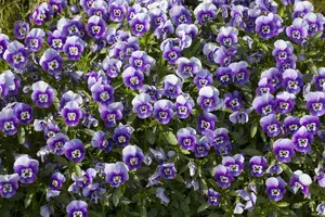 VIOLA MIXED 6 Pk - image 4