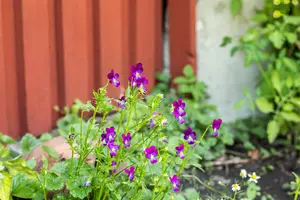 VIOLA MIXED 6 Pk - image 5