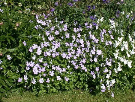 VIOLA MIXED 6 Pk - image 1