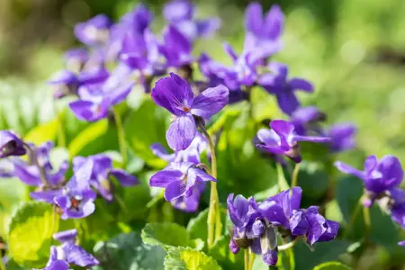 Viola odorata 'K?nigin Charlotte' - P9 - image 3