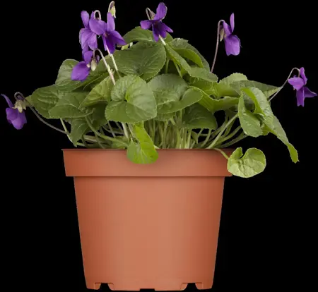 Viola odorata 'K?nigin Charlotte' - P9 - image 2