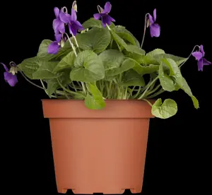 Viola odorata 'K?nigin Charlotte' - P9 - image 2
