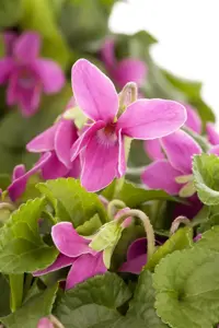 Viola odorata 'Rubriflora' - P9 - image 4